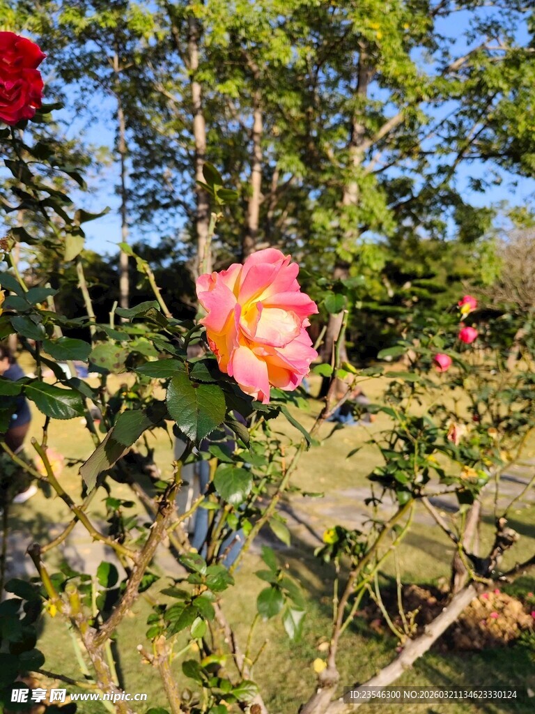 阳光下绽放的玫瑰