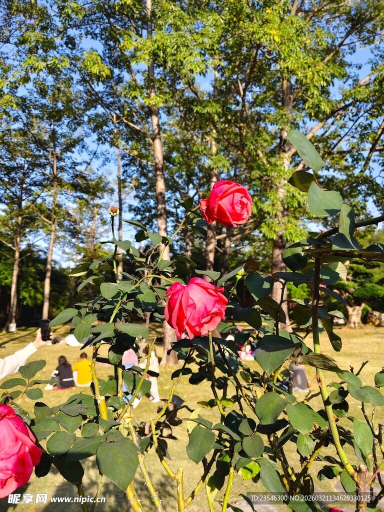 阳光下绽放的艳丽红山茶