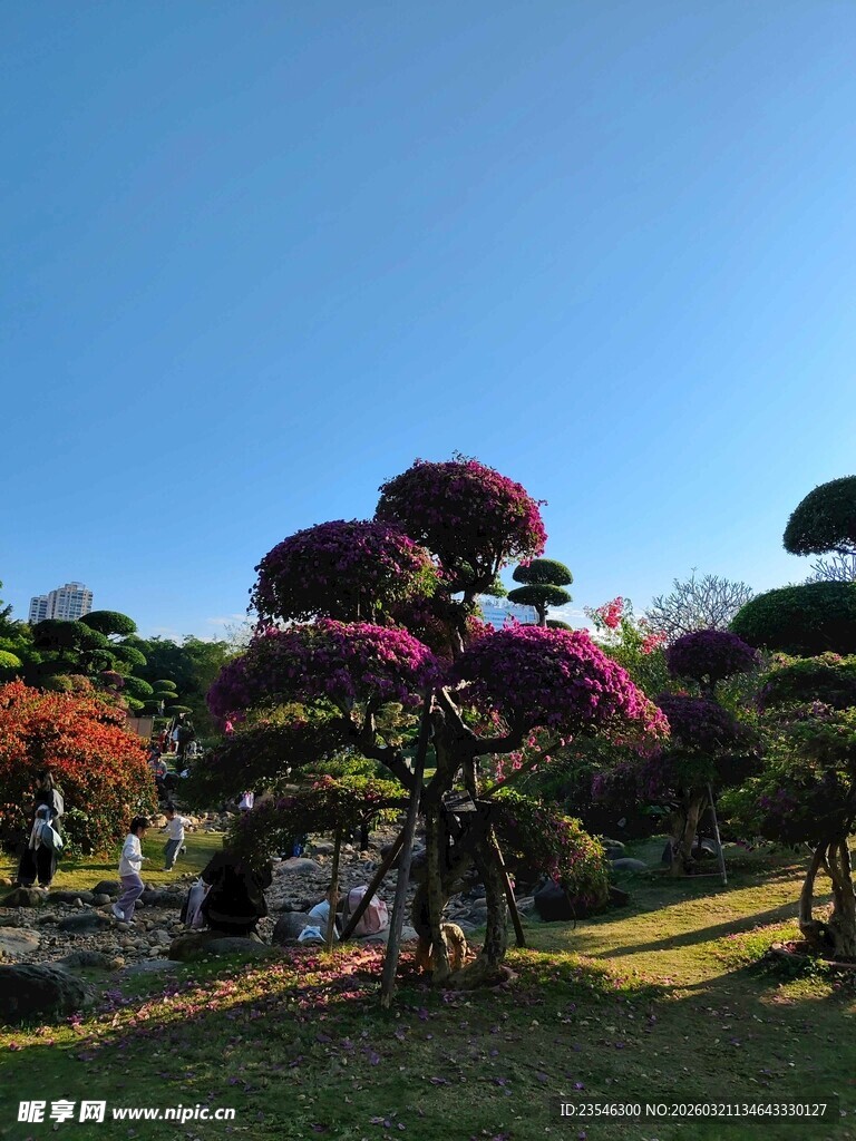 修剪漂亮的三角梅