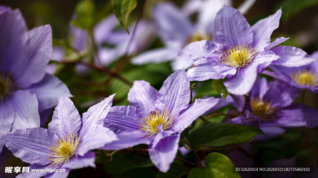 紫色小花绽放