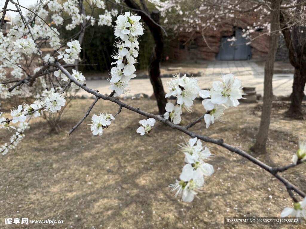 枝头绽放的洁白梨花