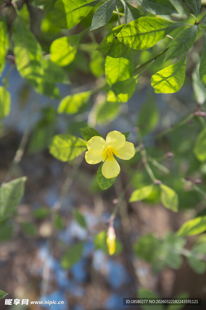 枝头绽放的黄色小花