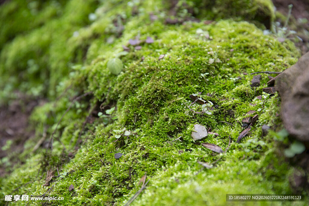 翠绿苔藓覆盖的自然景致