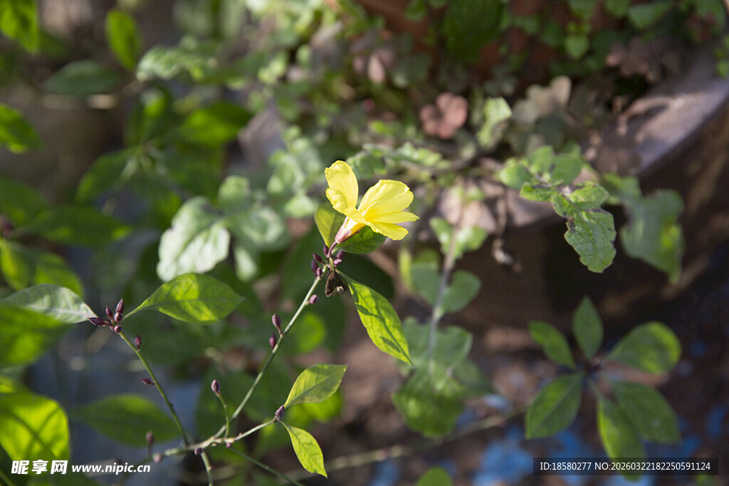 黄色小花绽放于绿叶间