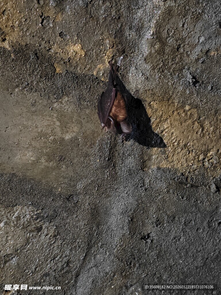 悬崖边的蝙蝠