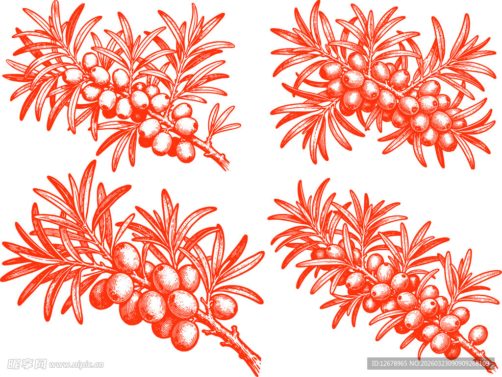 沙棘果枝叶装饰图案