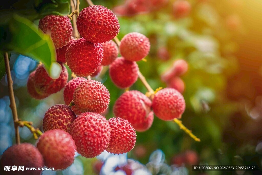 枝头饱满的新鲜红荔枝