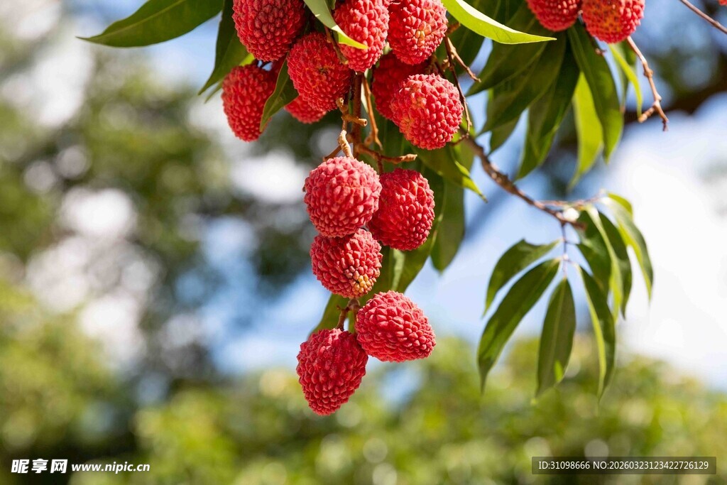 枝头红荔枝