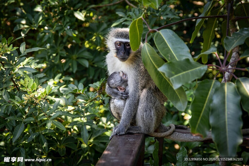 树上的白脸卷尾猴