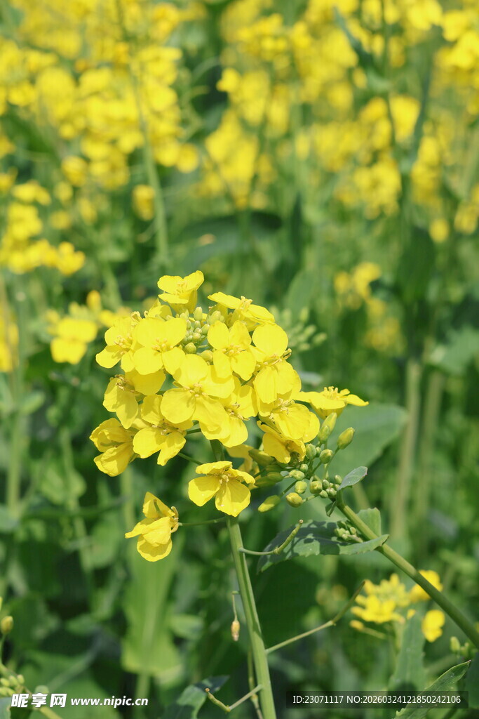 金黄油菜花绽放