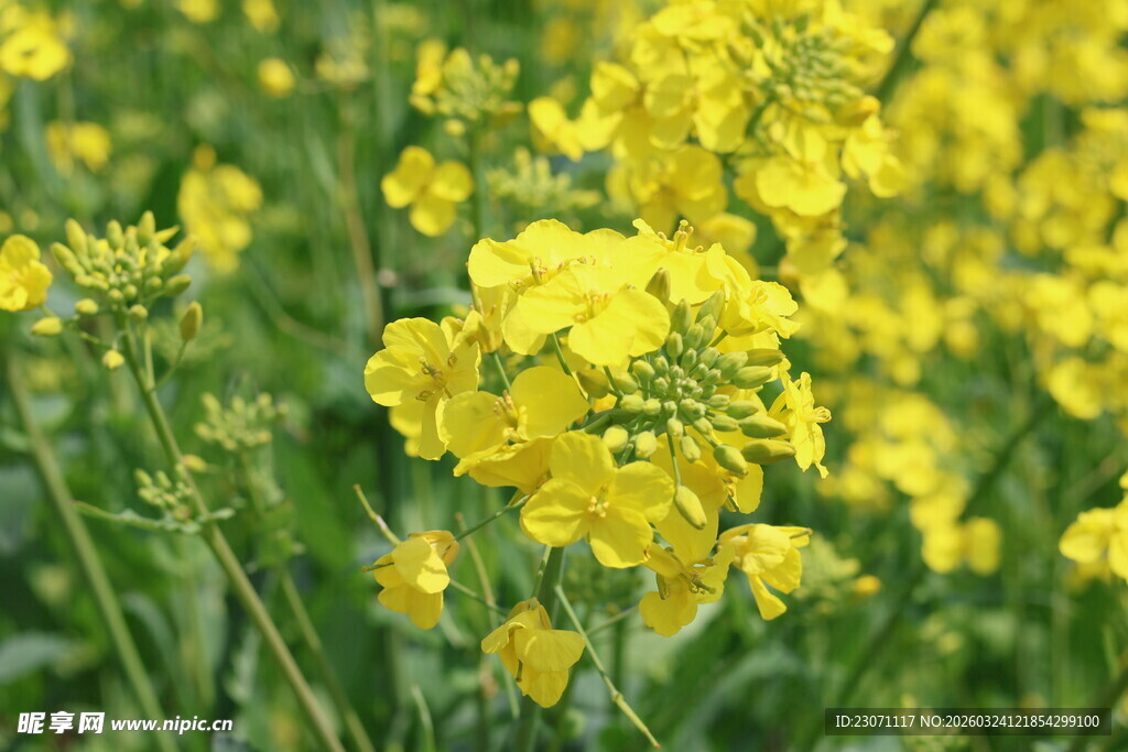 春日油菜花田