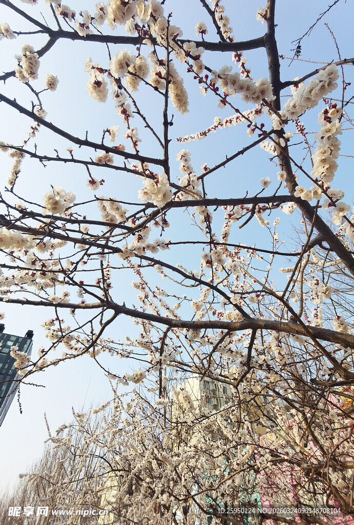 枝头繁花绽放春光美