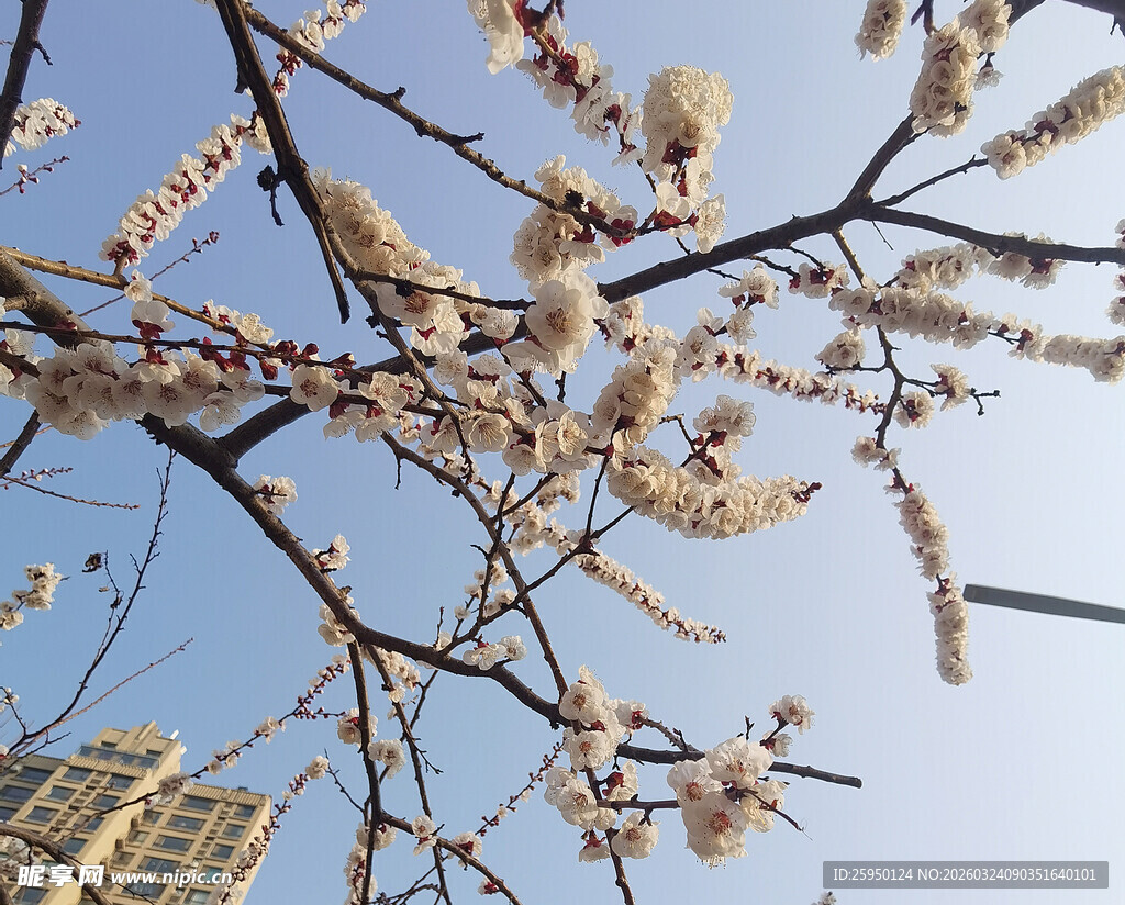 枝头绽放的烂漫春花