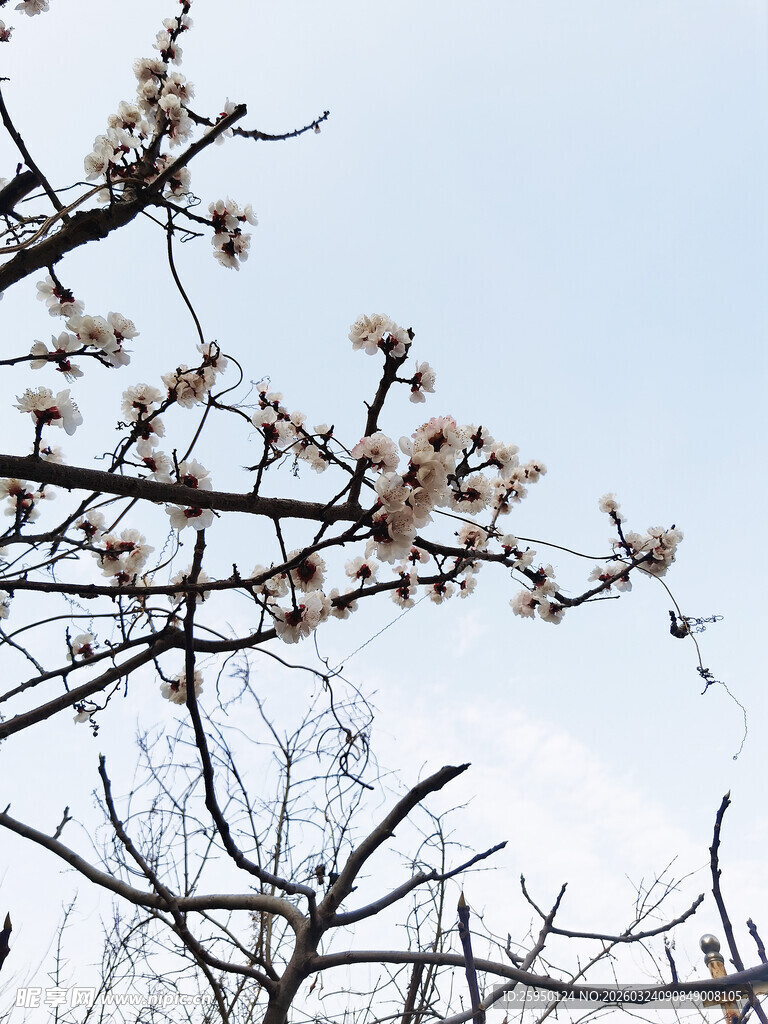 枝头绽花