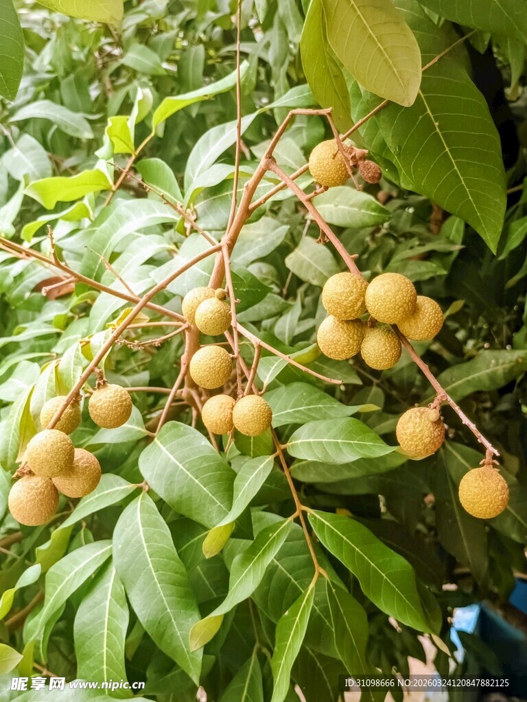 枝头挂满饱满的新鲜龙眼