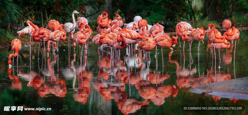 水面上的火烈鸟群