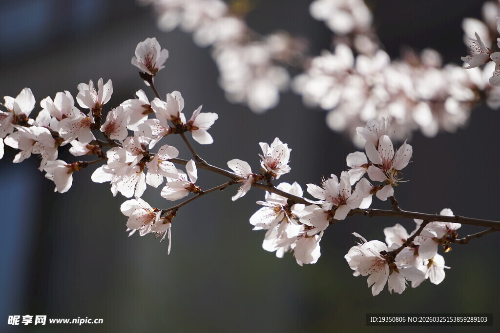 春天盛开的桃花