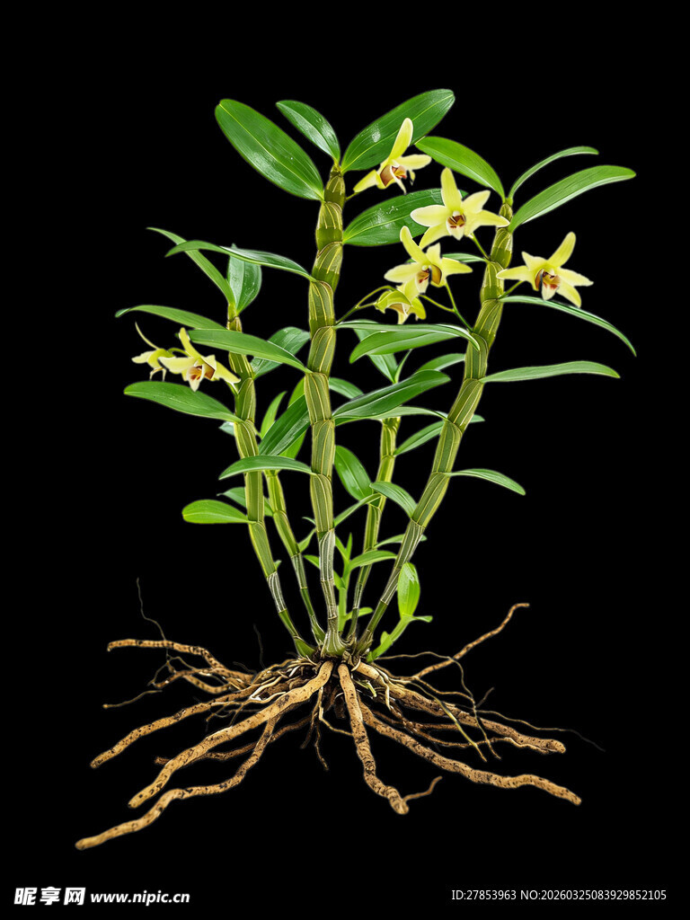 黄花石斛植株特写