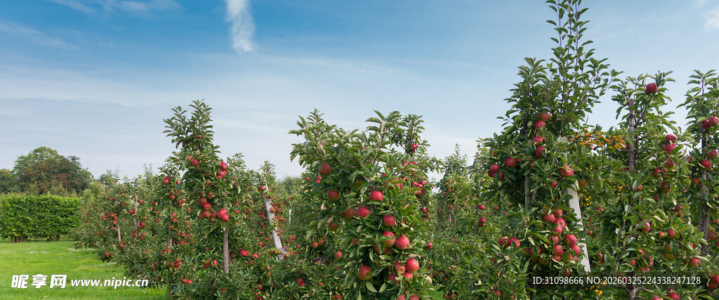 硕果累累的苹果种植园