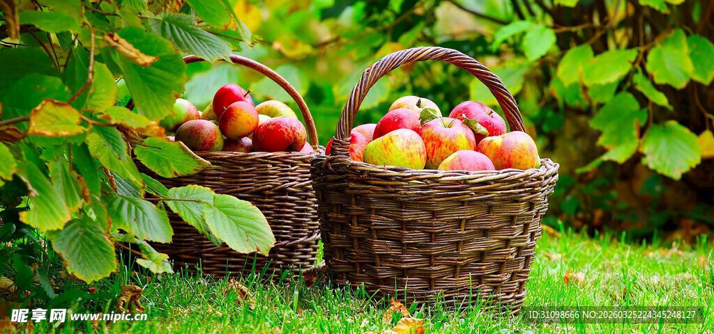 草地上的两篮新鲜苹果