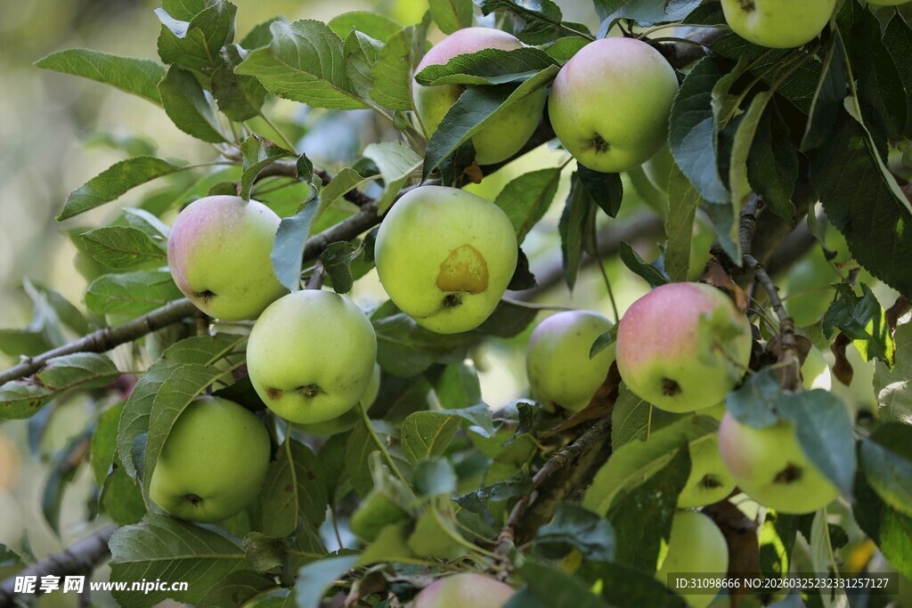 枝头青苹果