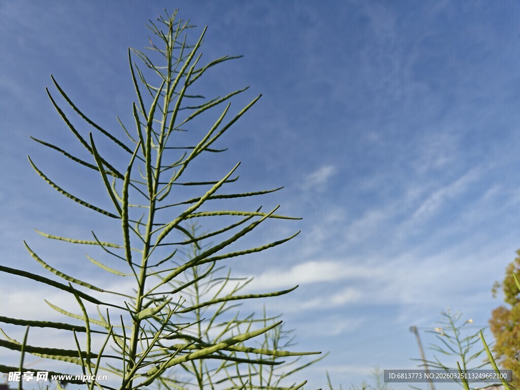 蓝天中的翠绿植物