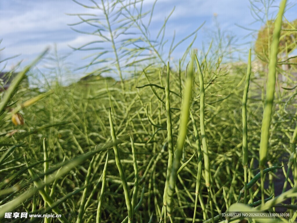 田野中的繁茂绿色植物