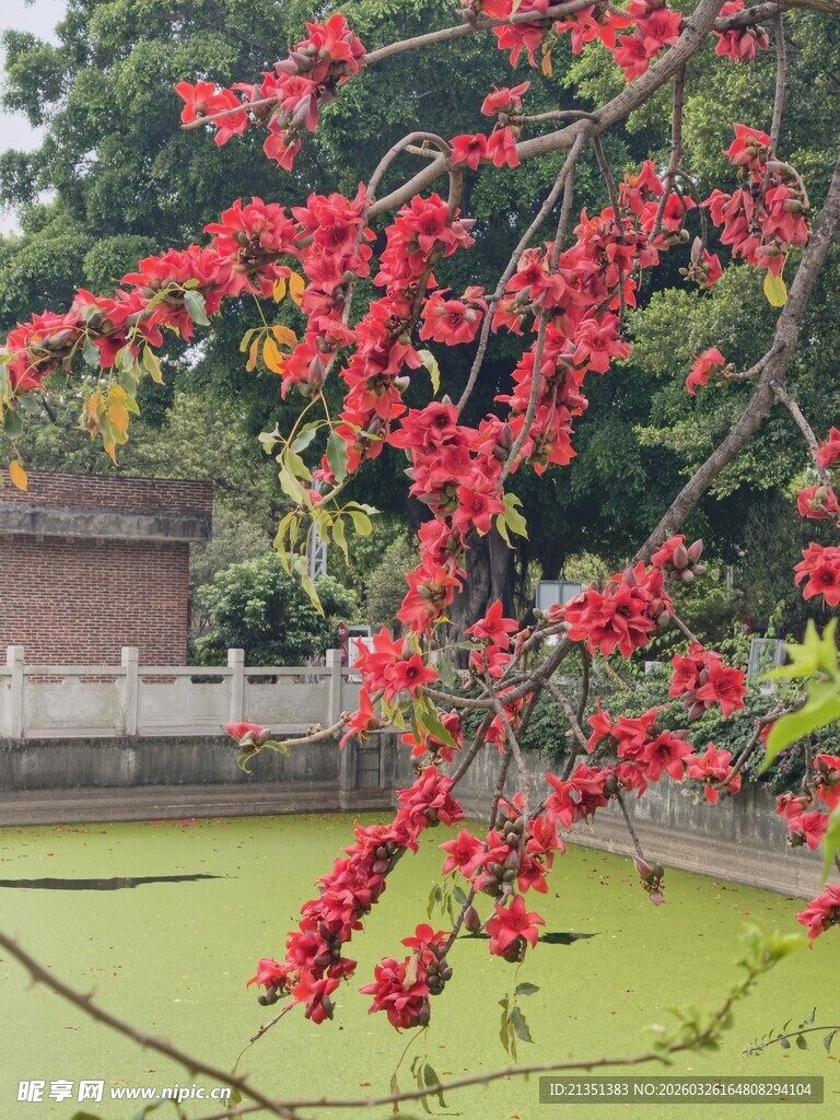 木棉花