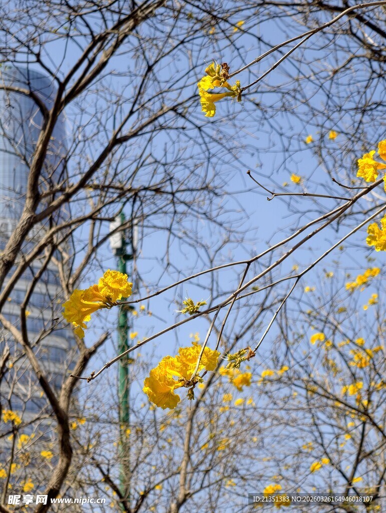 黄花风铃木