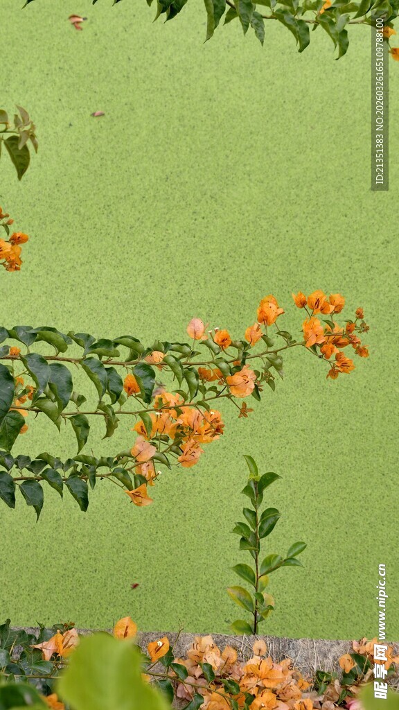 橙色三角梅