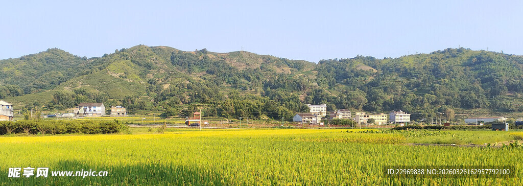 田园风光中的金黄稻田