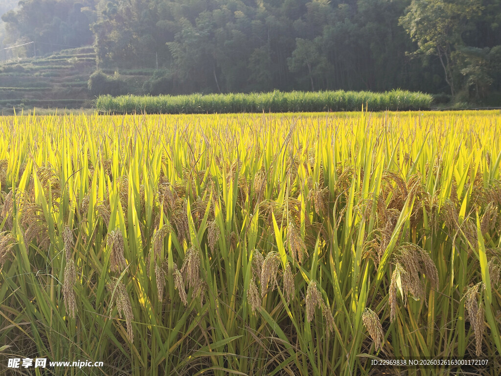 金黄稻田