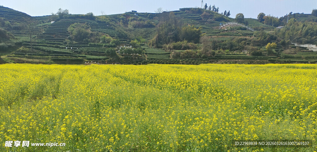 金黄油菜田乡村