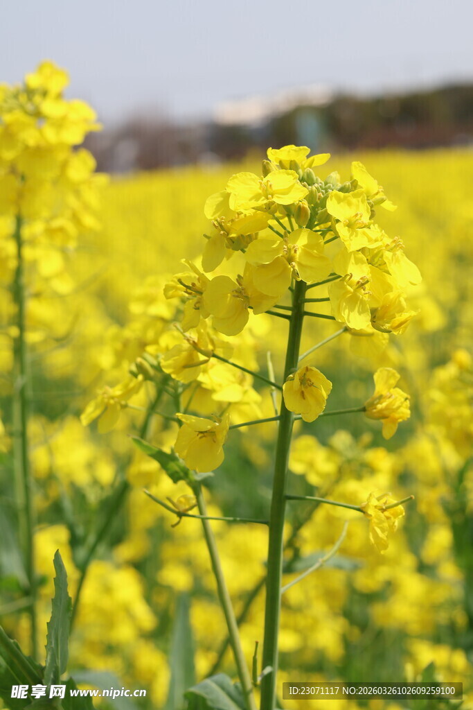 金黄油菜花田