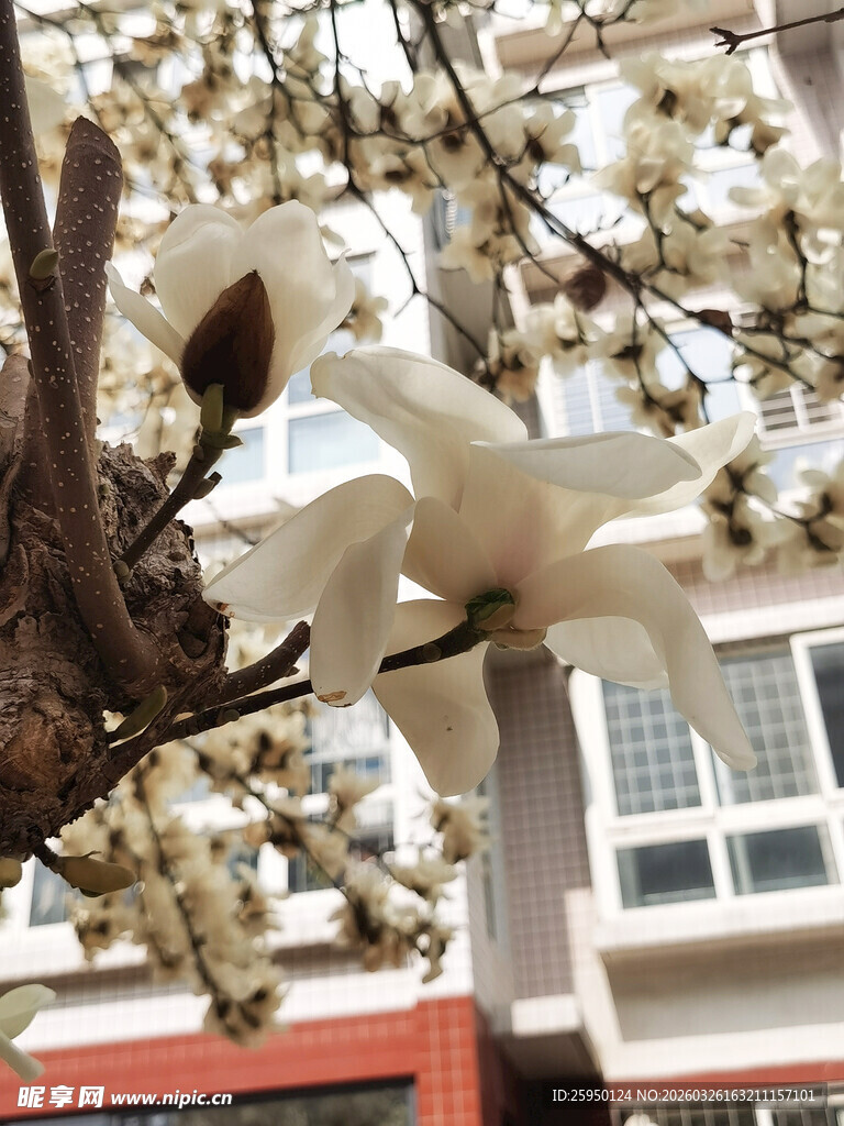 玉兰花