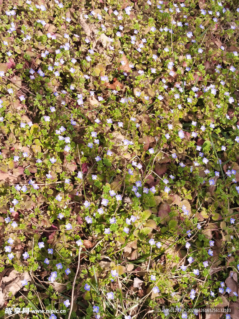 地面上的多彩植物景观