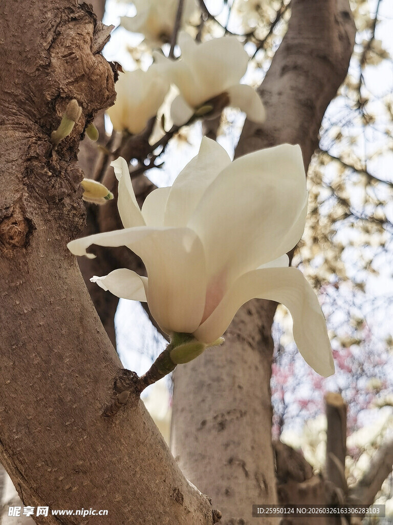 玉兰花绽放枝头