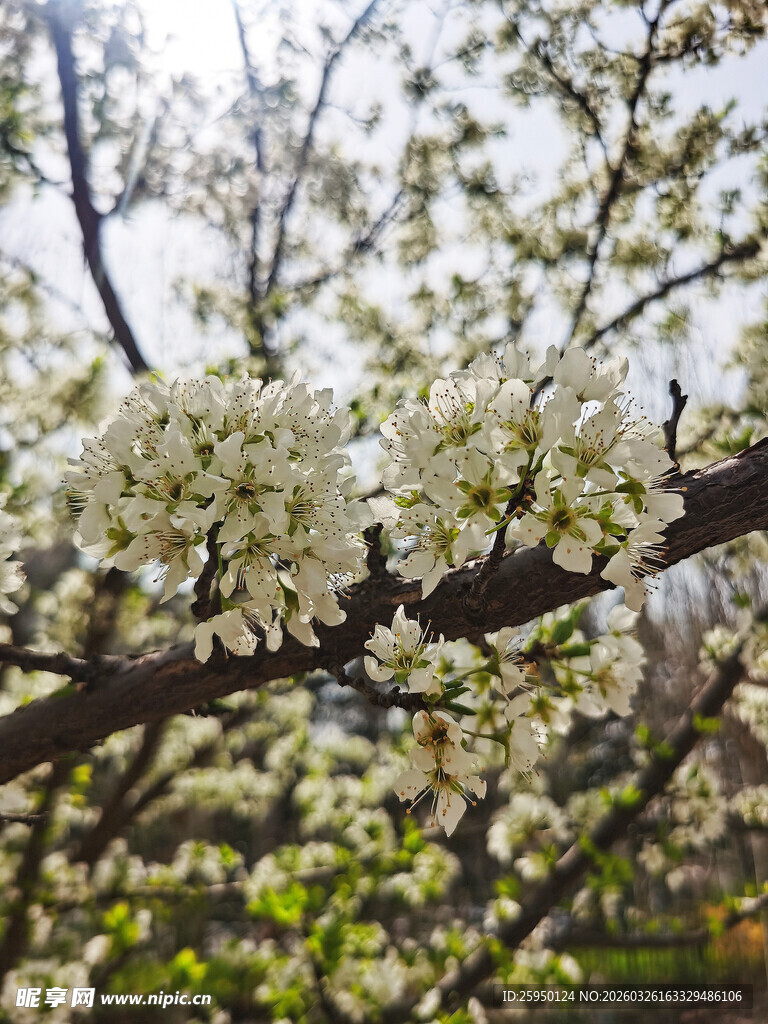 枝头繁花