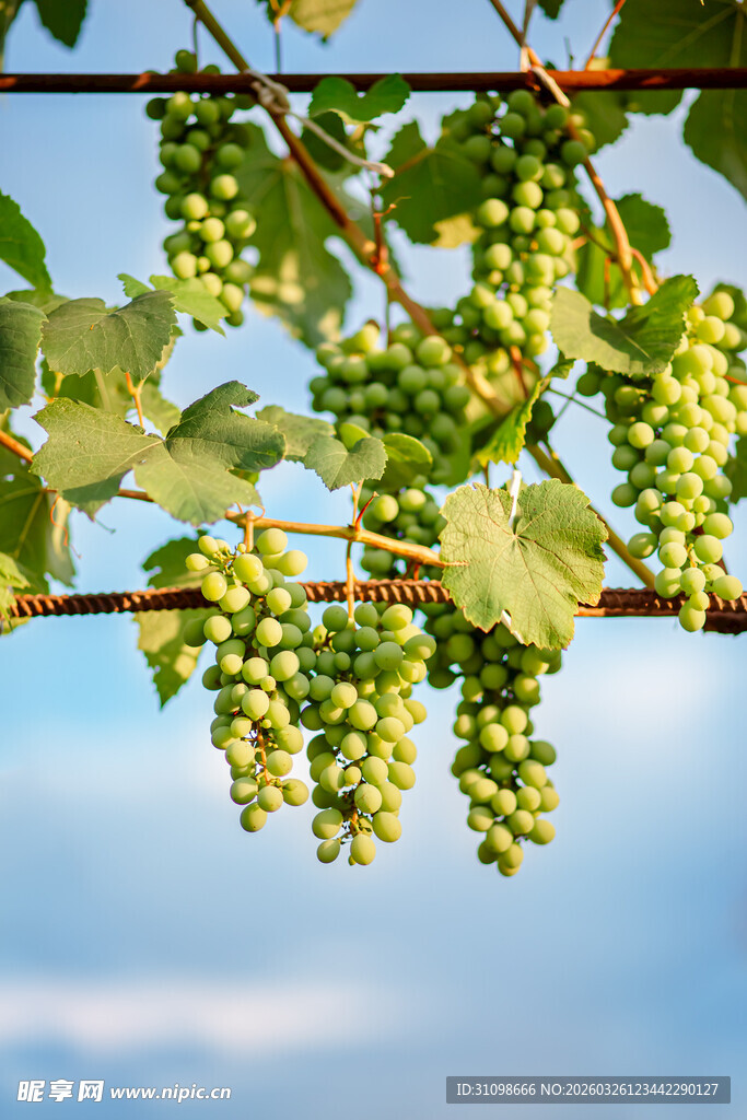 枝头青葡萄