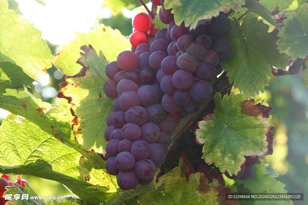 阳光下的紫葡萄