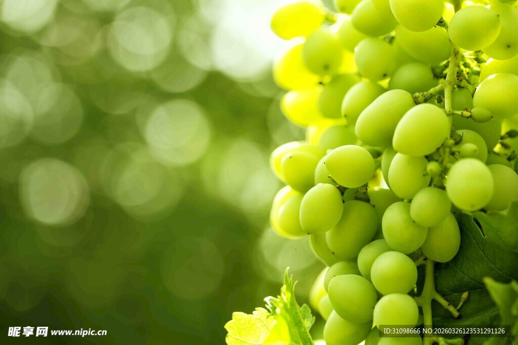 晶莹绿葡萄