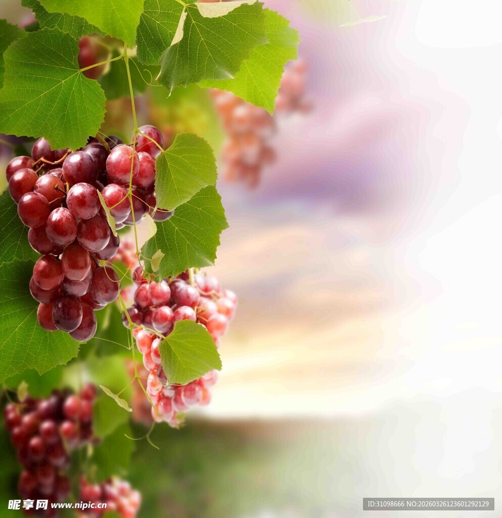 葡萄藤上的红葡萄美景