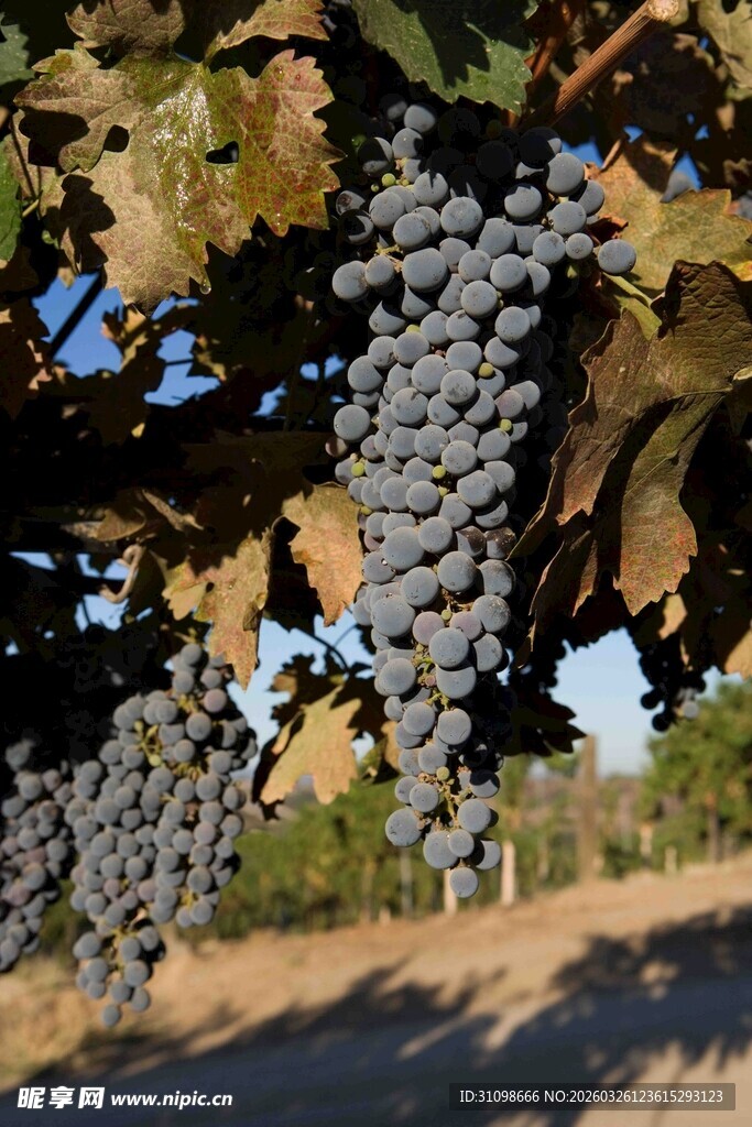 葡萄藤上饱满的紫葡萄