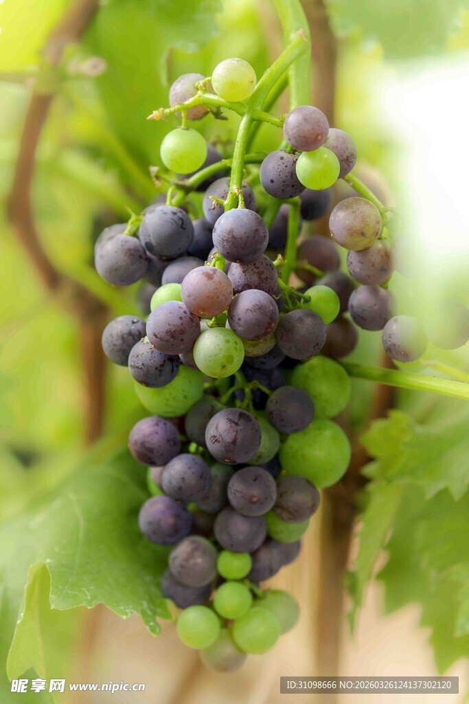 葡萄藤上的紫葡萄