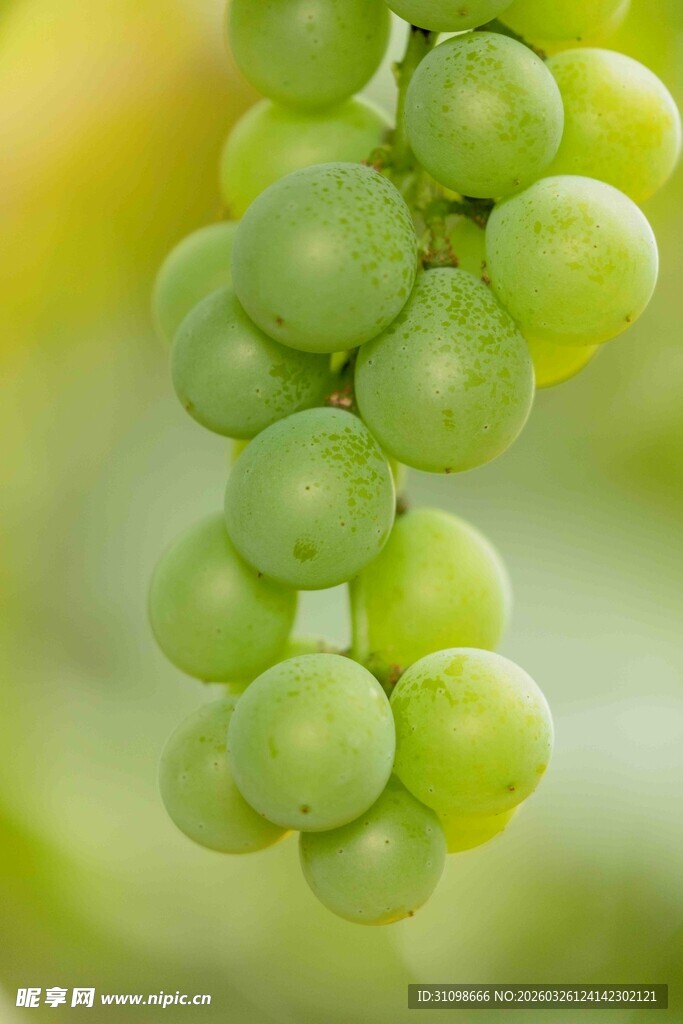 一串鲜绿葡萄