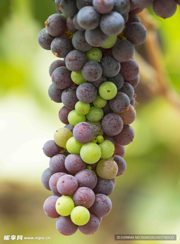 紫绿相间的葡萄串