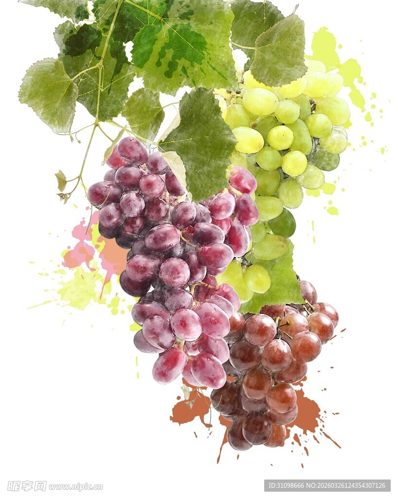 多彩葡萄挂枝头