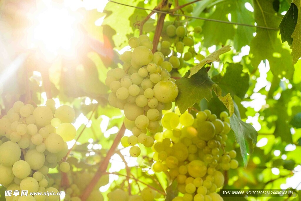 阳光下的葡萄藤与果实