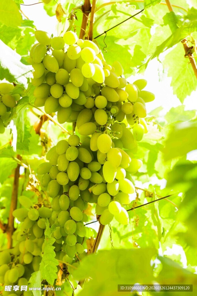 枝头翠绿葡萄果实饱满