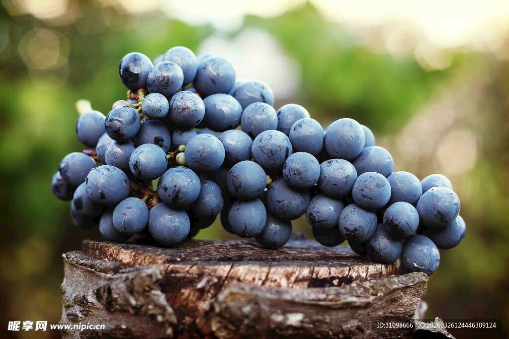 树桩上的紫葡萄